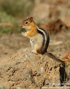 PINNIPEDS, WEASELS, OTTERS, AND OTHER MAMMALS